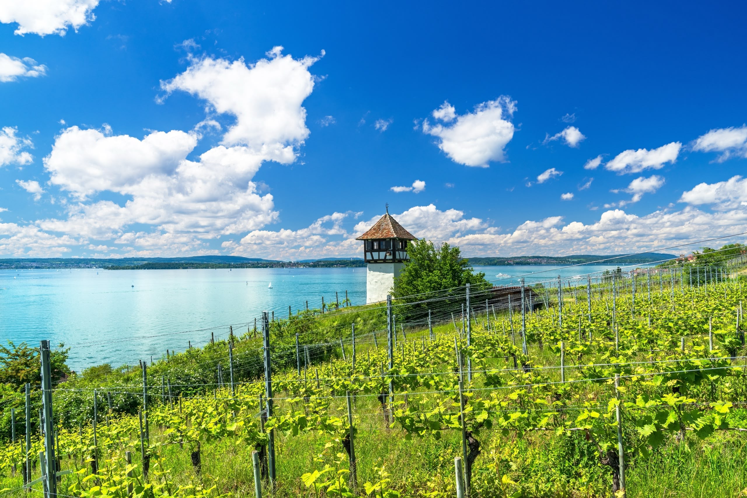 Marx Managt Sipplingen Weinberge