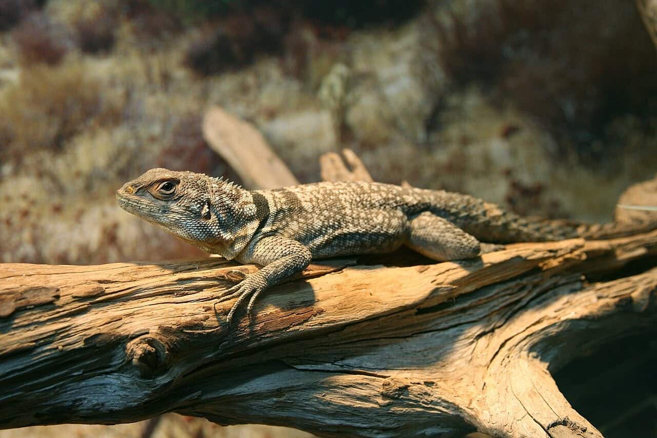 Marx Managt Uhldingen-Muehlhofen Reptilienhaus Unteruhldingen Marx Managt Uhldingen-Muehlhofen Reptilienhaus Unteruhldingen
