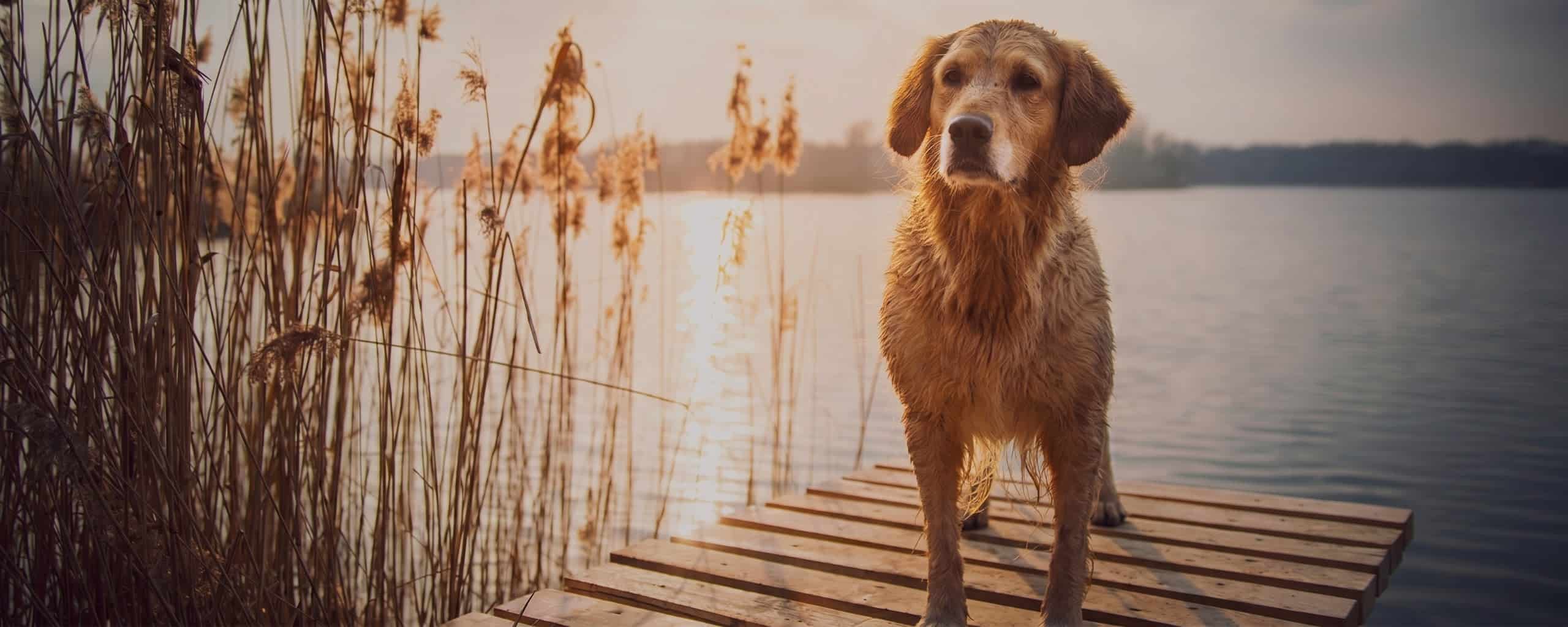 Urlaub mit Hund